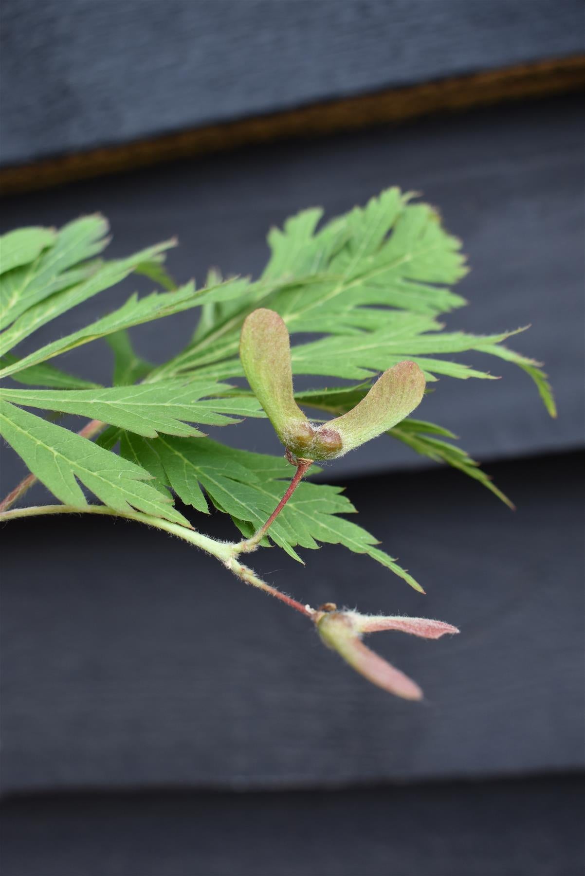Acer japonicum 'Aconitifolium' | Downy Japanese maple - Height 50-70cm - 4lt