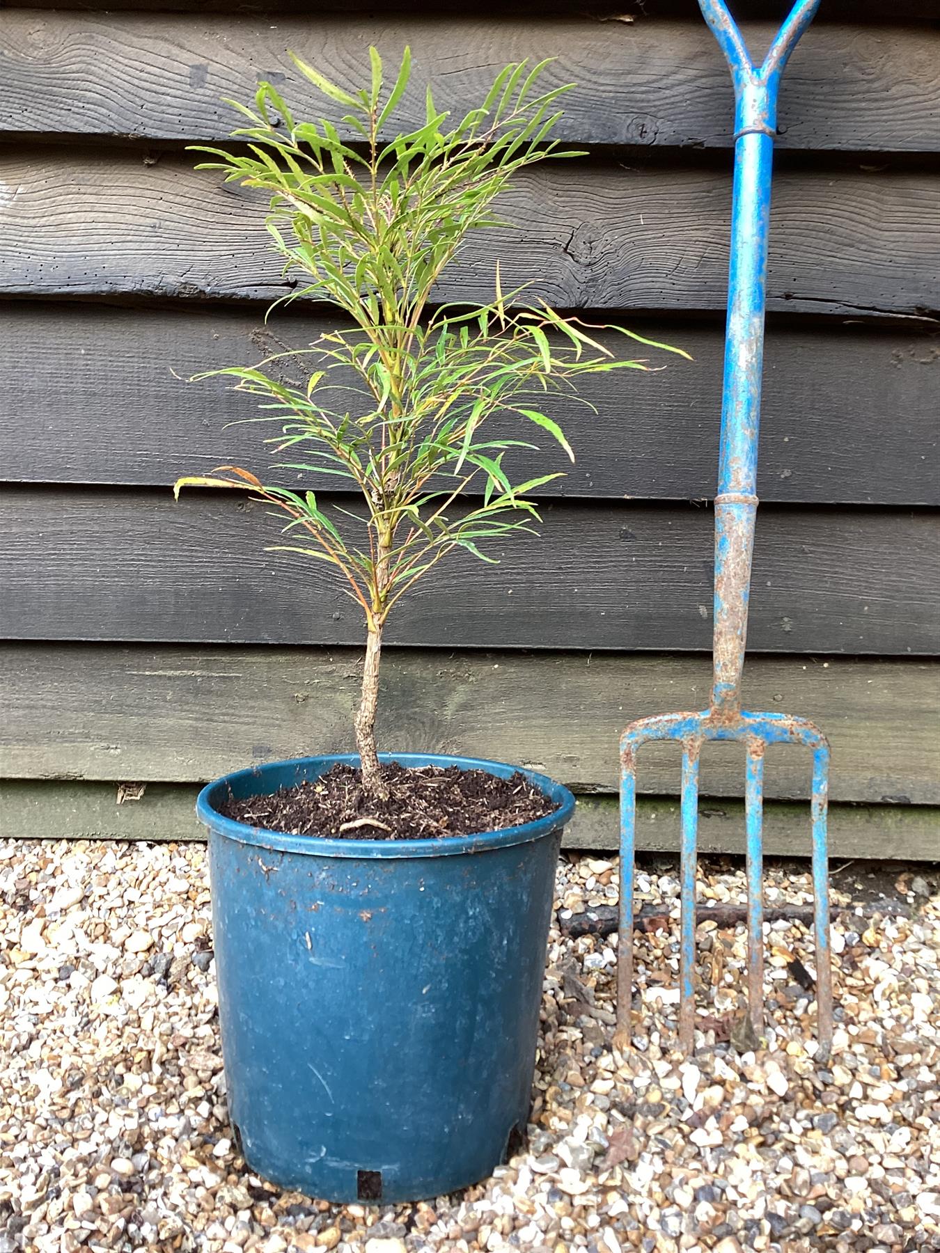 Mahonia eurybracteata 'Soft Caress' - 50-60cm, 12lt