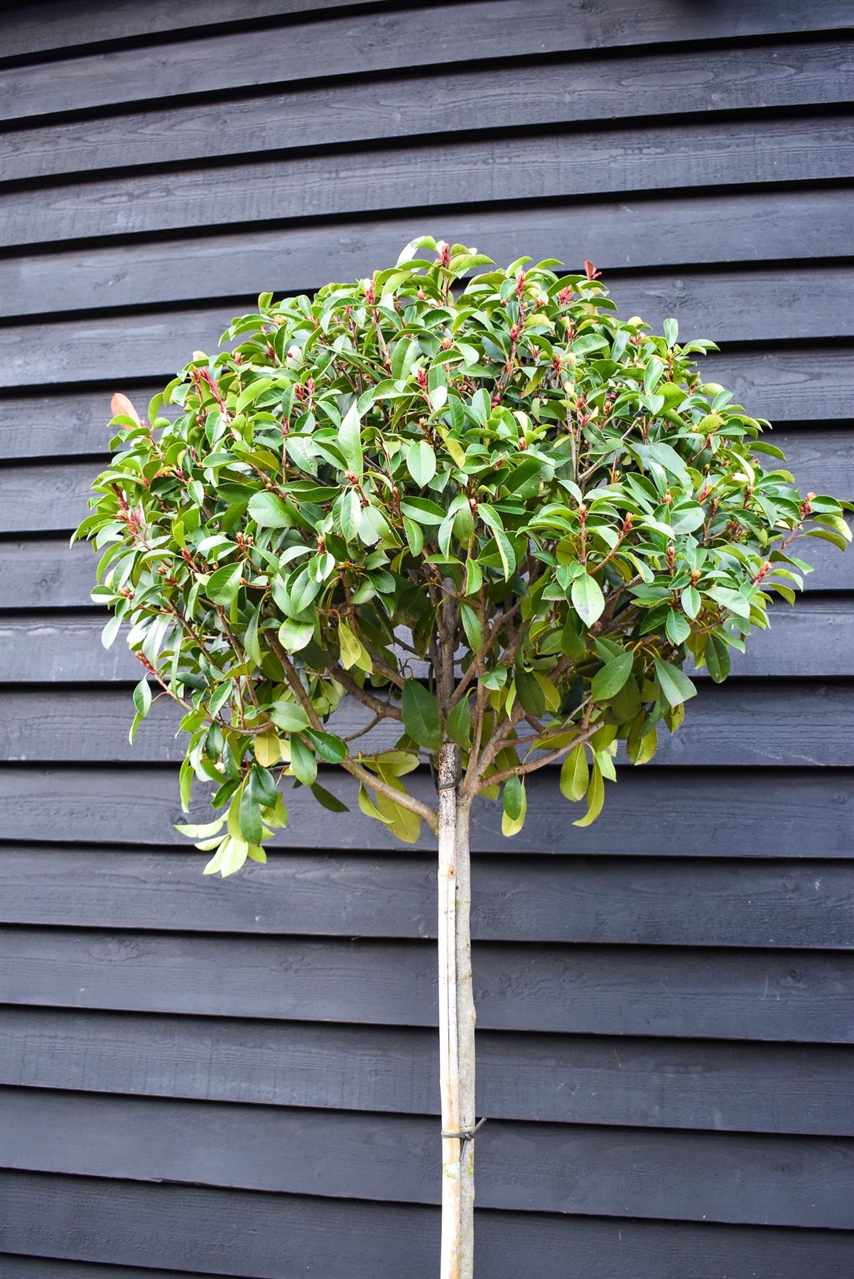 Photinia Red Robin | Christmas berry 'Red Robin' - Clear Stem 170cm - Height 200-250cm - 45lt