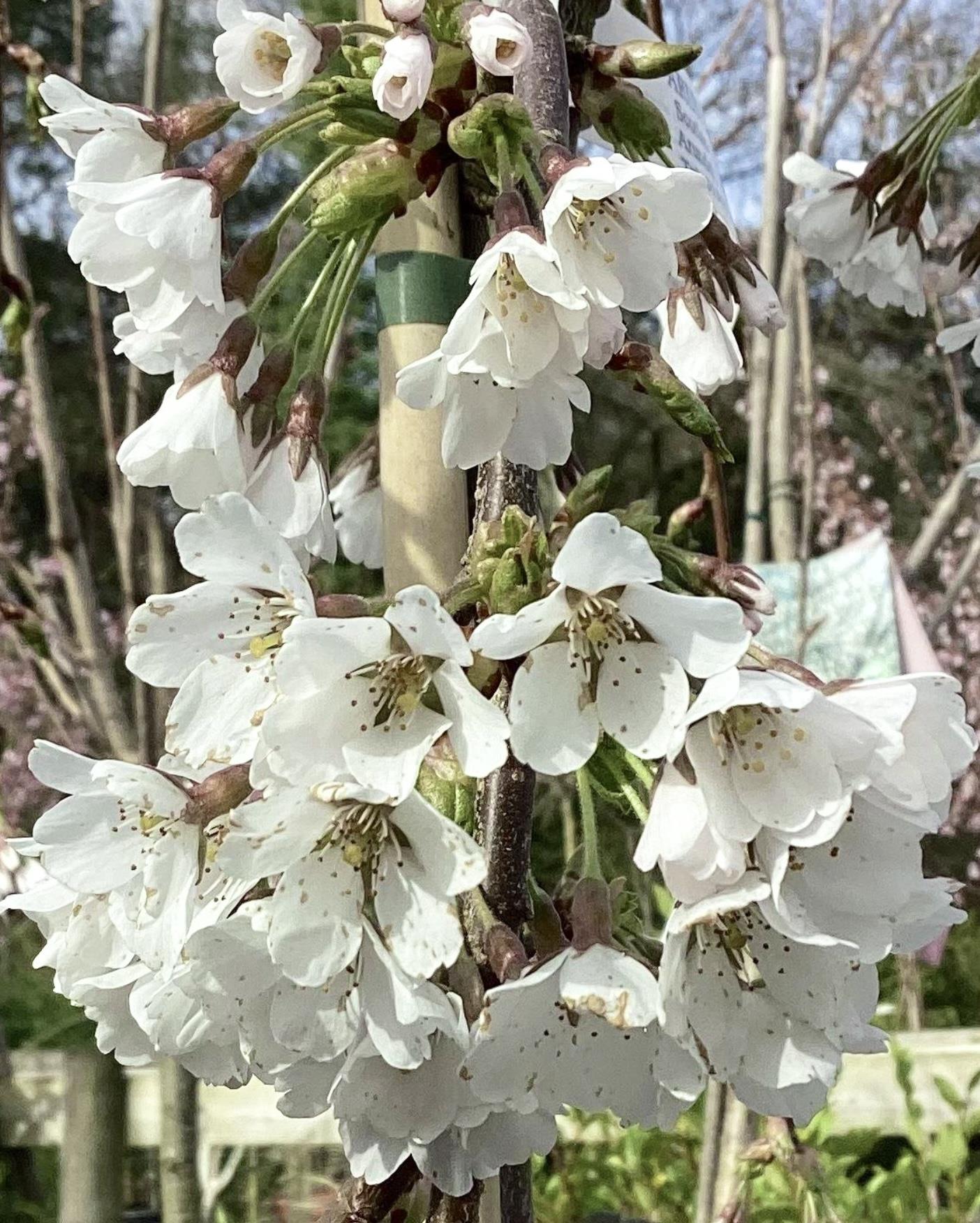 Prunus Yedoensis Shidare-Yoshino | Yoshino cherry 'Shidare-Yoshino' - Height 180-220cm - 12lt