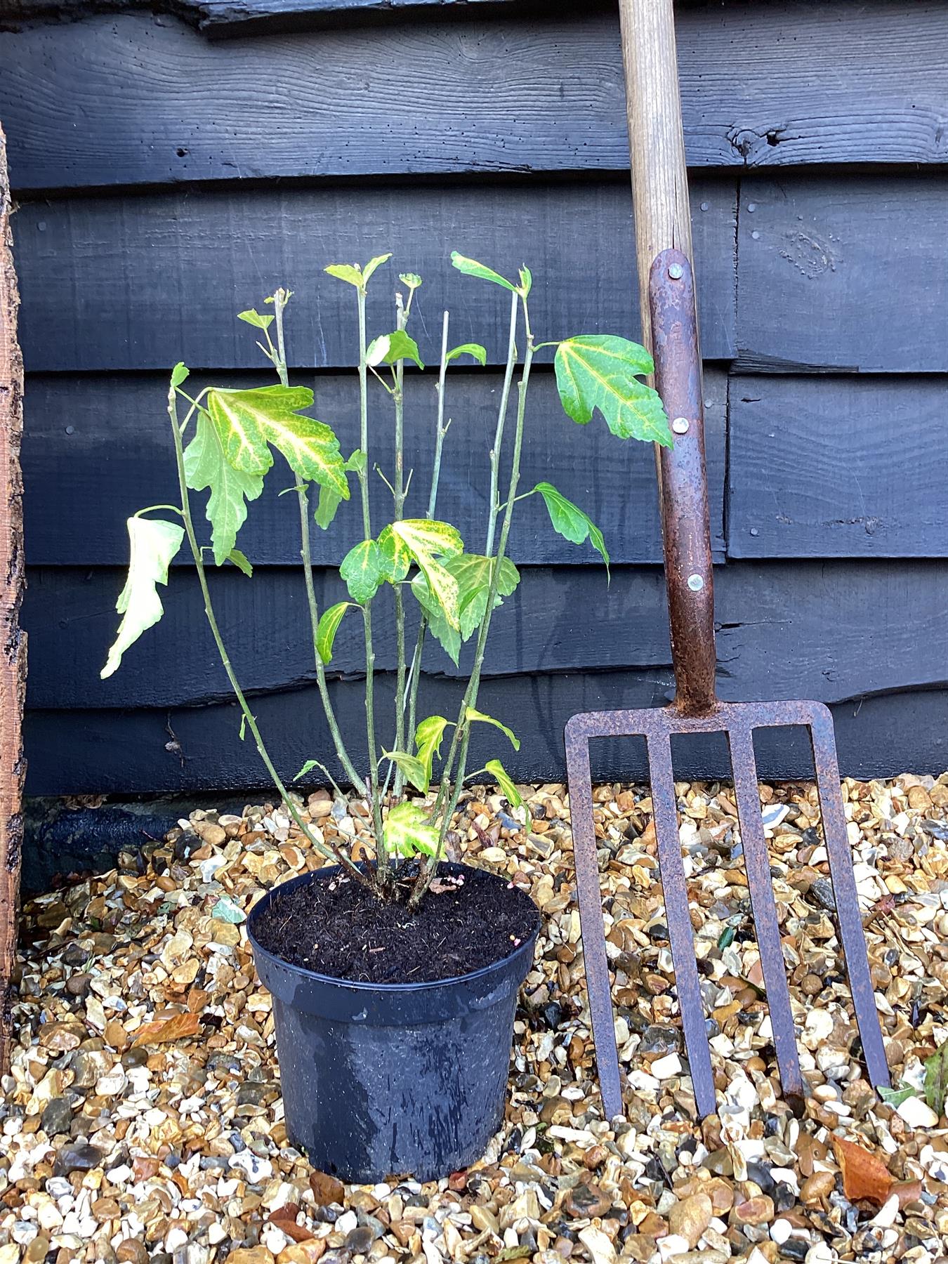 Hibiscus syriacus 'Totus Albus' | Rose of Sharon 'Totus Albus' - 50-60cm, 3lt