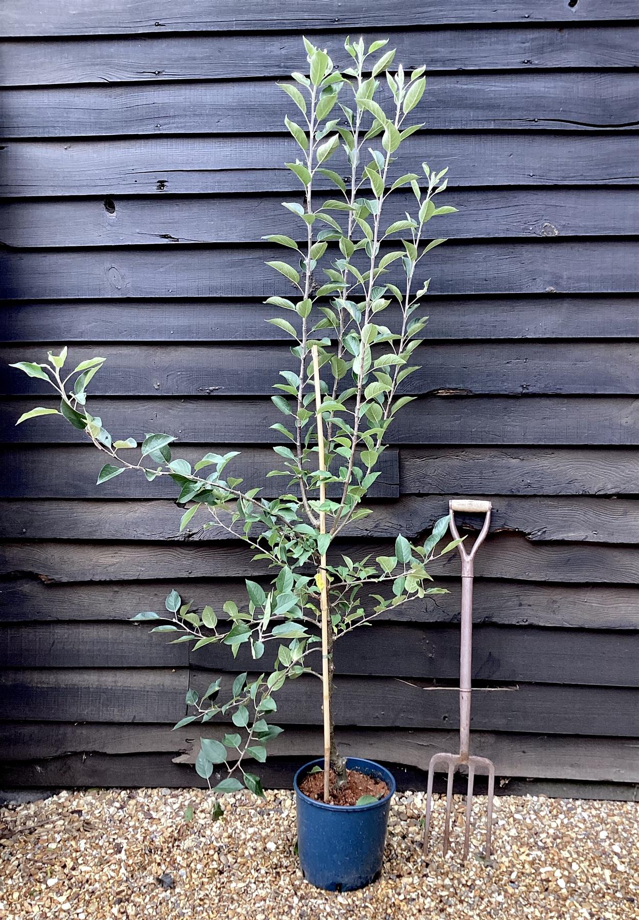 Apple tree 'Laxton's Superb' | Malus domestica - MM106 - Semi-Vigorous - Height 160-170cm - 20lt