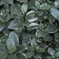 Pittosporum tenuifolium 'Silver Ball' - Height 50-60cm - 20lt