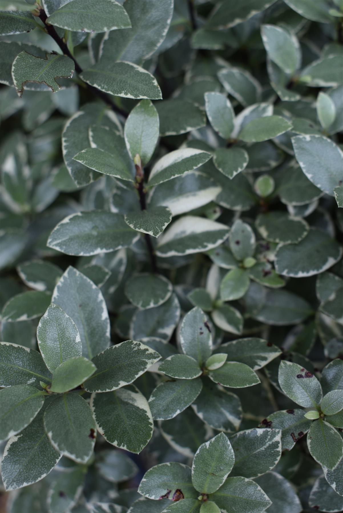 Pittosporum tenuifolium 'Silver Ball' - Height 50-60cm - 20lt