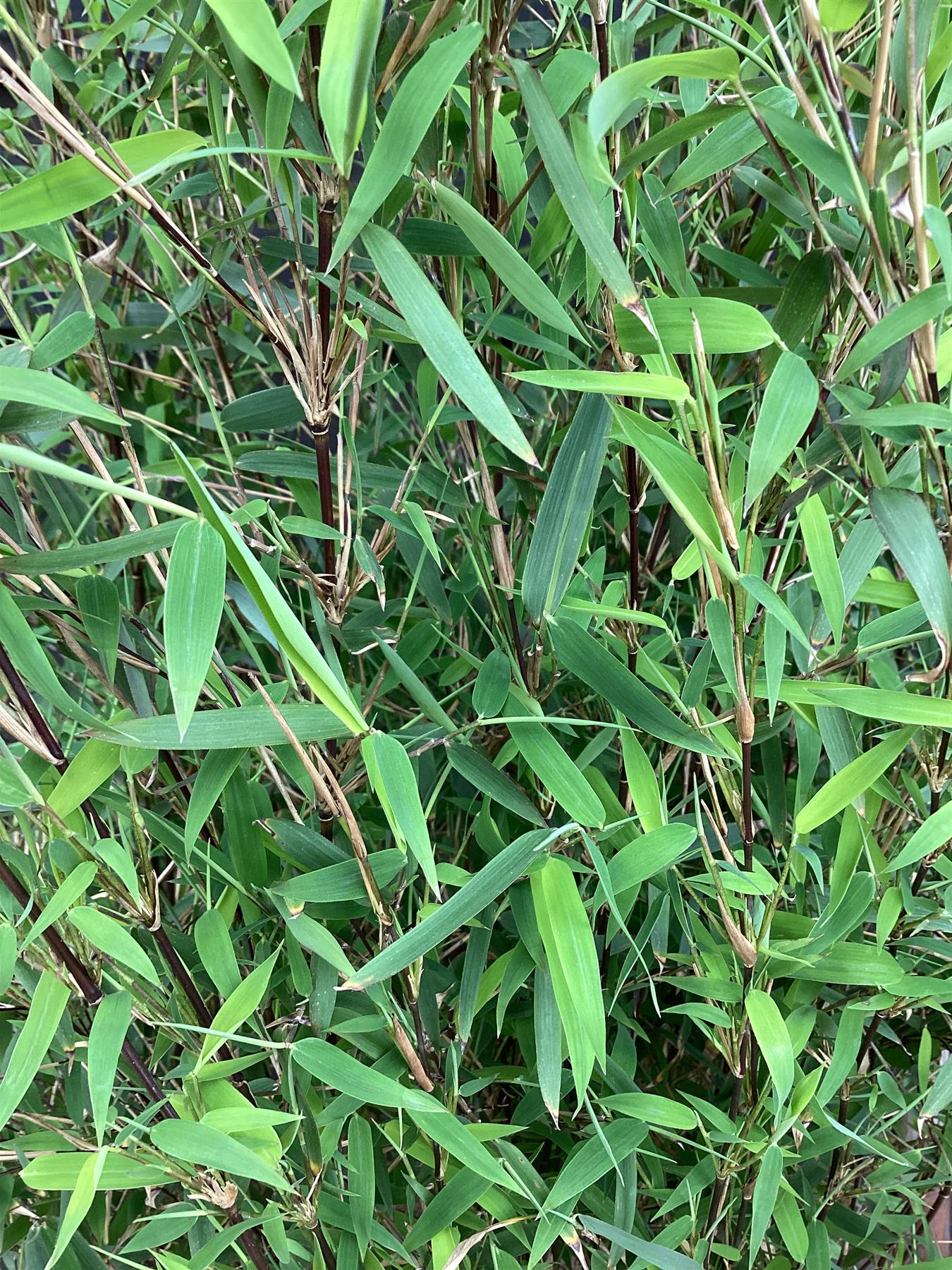 Fargesia ‘Jiuzhaigou' | Red Panda, Jiu Bamboo - 140-160cm - 10lt