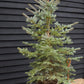 Picea pungens | Colorado Blue Spruce - Height 180-220cm - 110lt