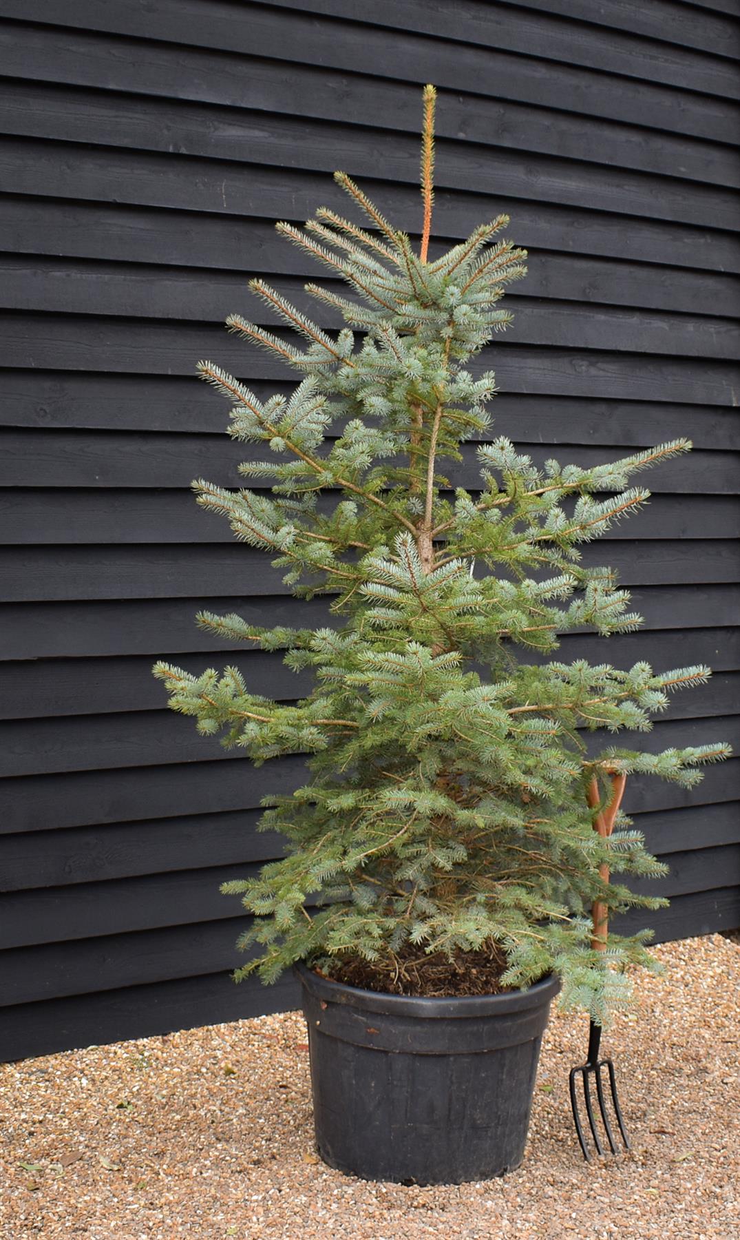 Picea pungens | Colorado Blue Spruce - Height 180-220cm - 110lt