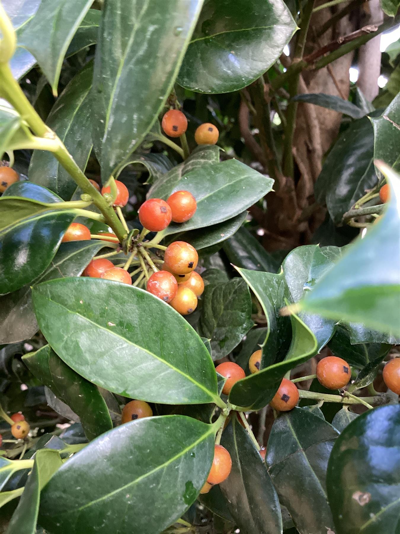 Ilex 'Nellie R. Stevens' | Holly 'Nellie R. Stevens' - 320-330cm, 130lt