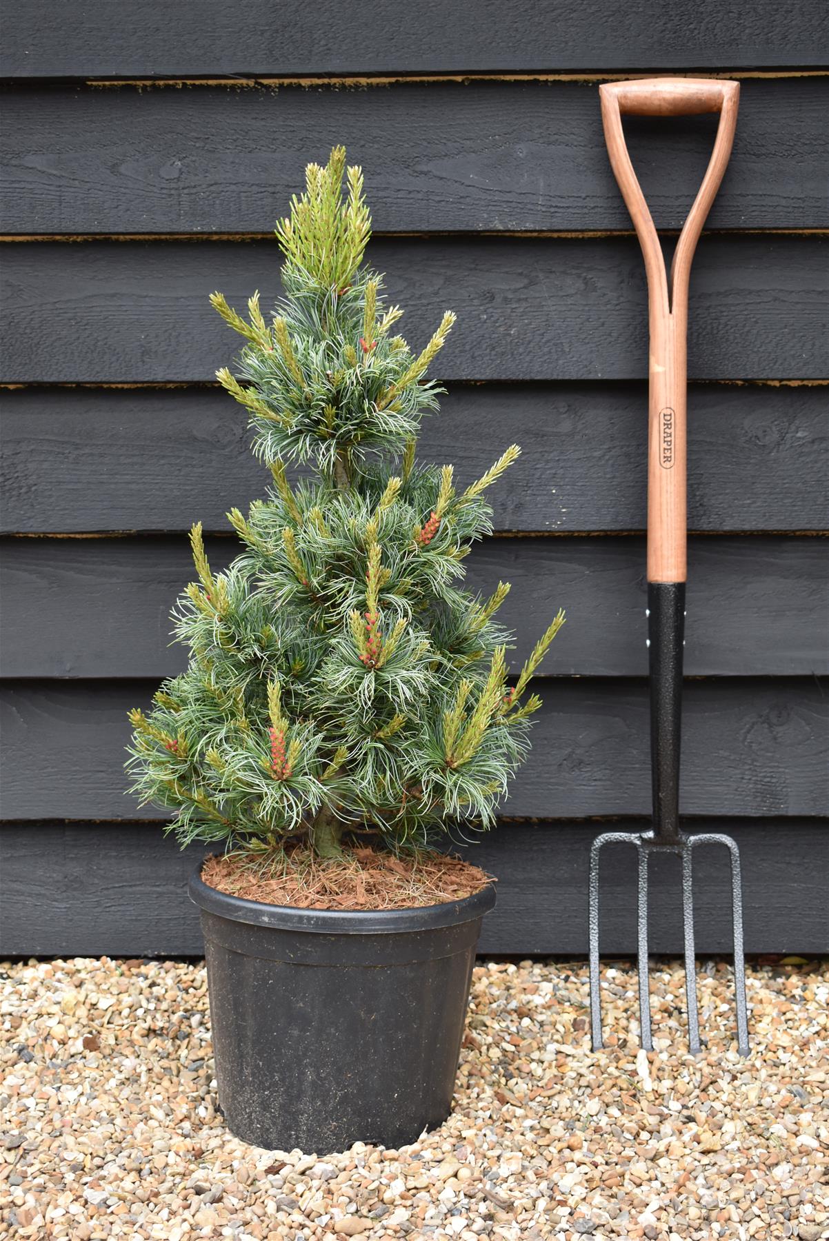 Pinus parviflora 'Bonnie Bergman' | Japanese white pine- Height 60-70cm - Width 40cm - 11lt