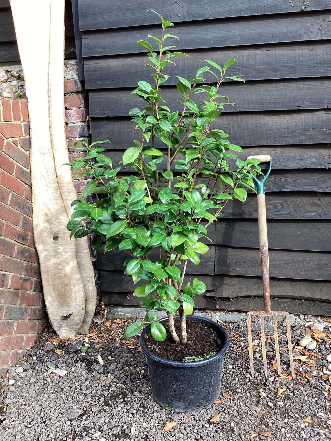 Camellia japonica 'Adolphe Audusson' (Adolf Red) - 120-140cm, 25lt