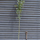 Sorbus thuringiaca ‘Fastigiata’| Fastigiate Whitebeam - Clear Stem - Standard - Girth 8-10cm - Height 290-320cm - 70lt