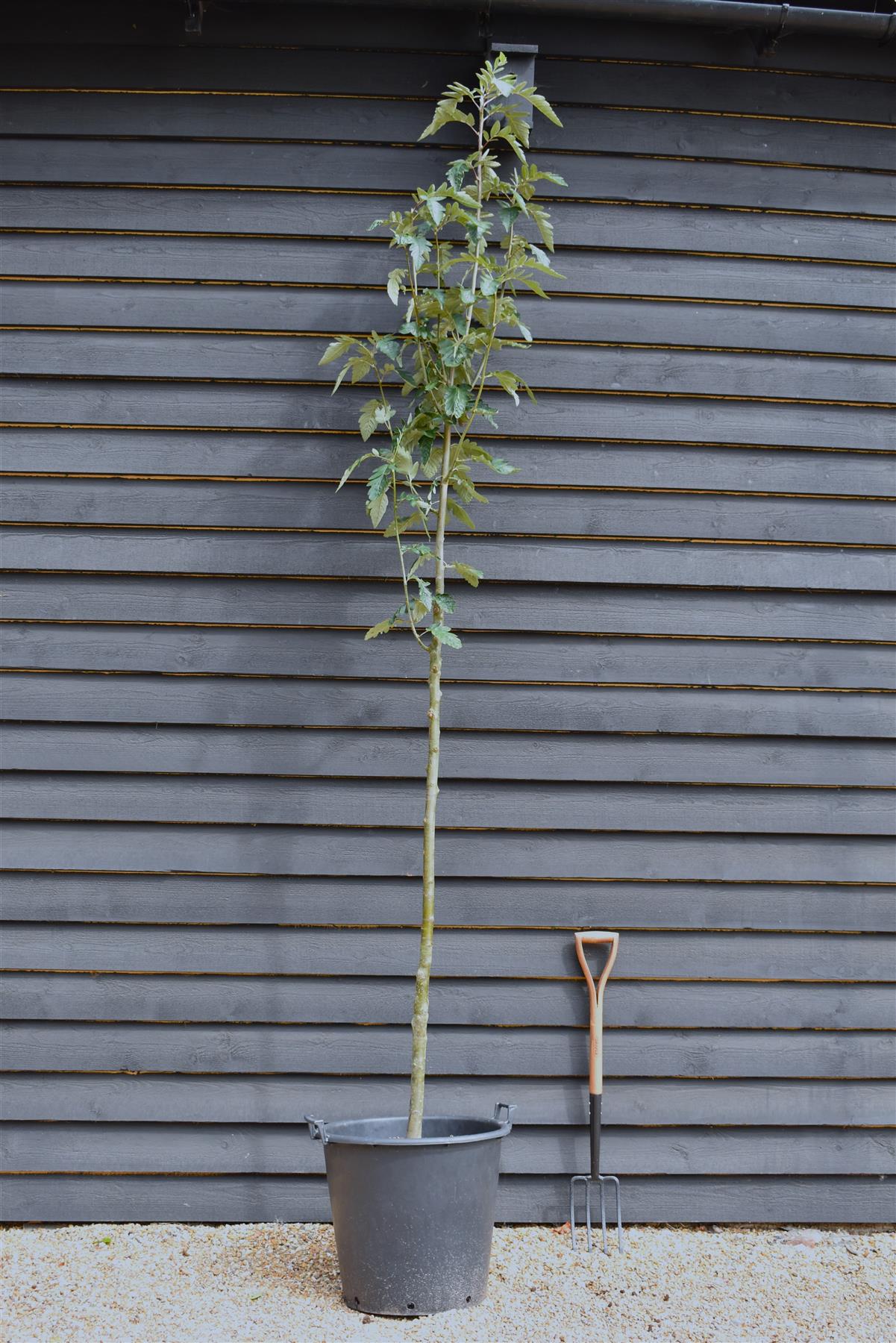 Sorbus thuringiaca ‘Fastigiata’| Fastigiate Whitebeam - Clear Stem - Standard - Girth 8-10cm - Height 290-320cm - 70lt