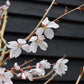 Prunus Serrulata 'Rebecca' | Rebecca  Cherry - 170-180cm, 12lt