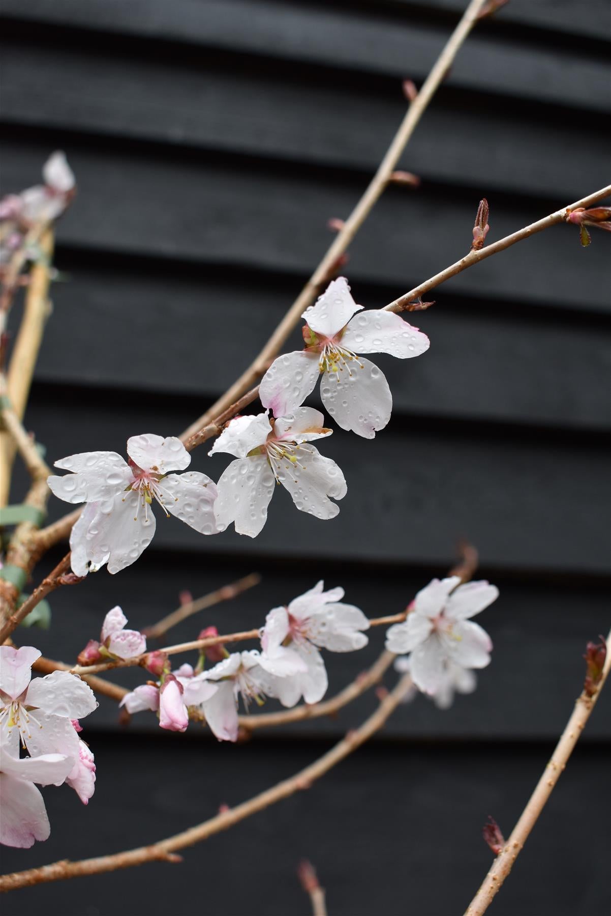 Prunus Serrulata 'Rebecca' | Rebecca  Cherry - 170-180cm, 12lt