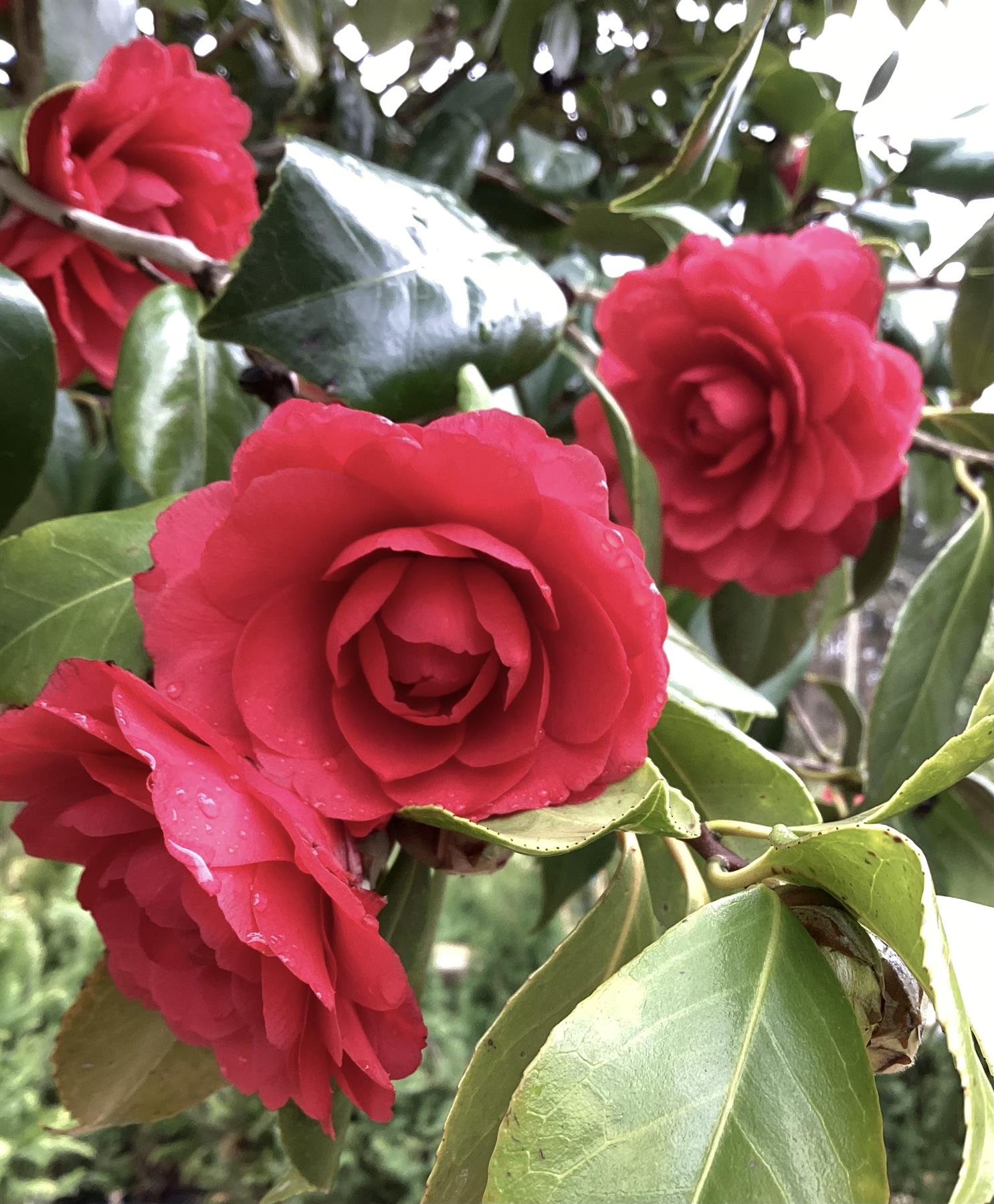 Camellia Japonica | Japanese Camellia Multistem - 400cm - 500lt