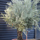 Olive Tree | Olea Europea 1/2 Std - 200-240cm, 90lt