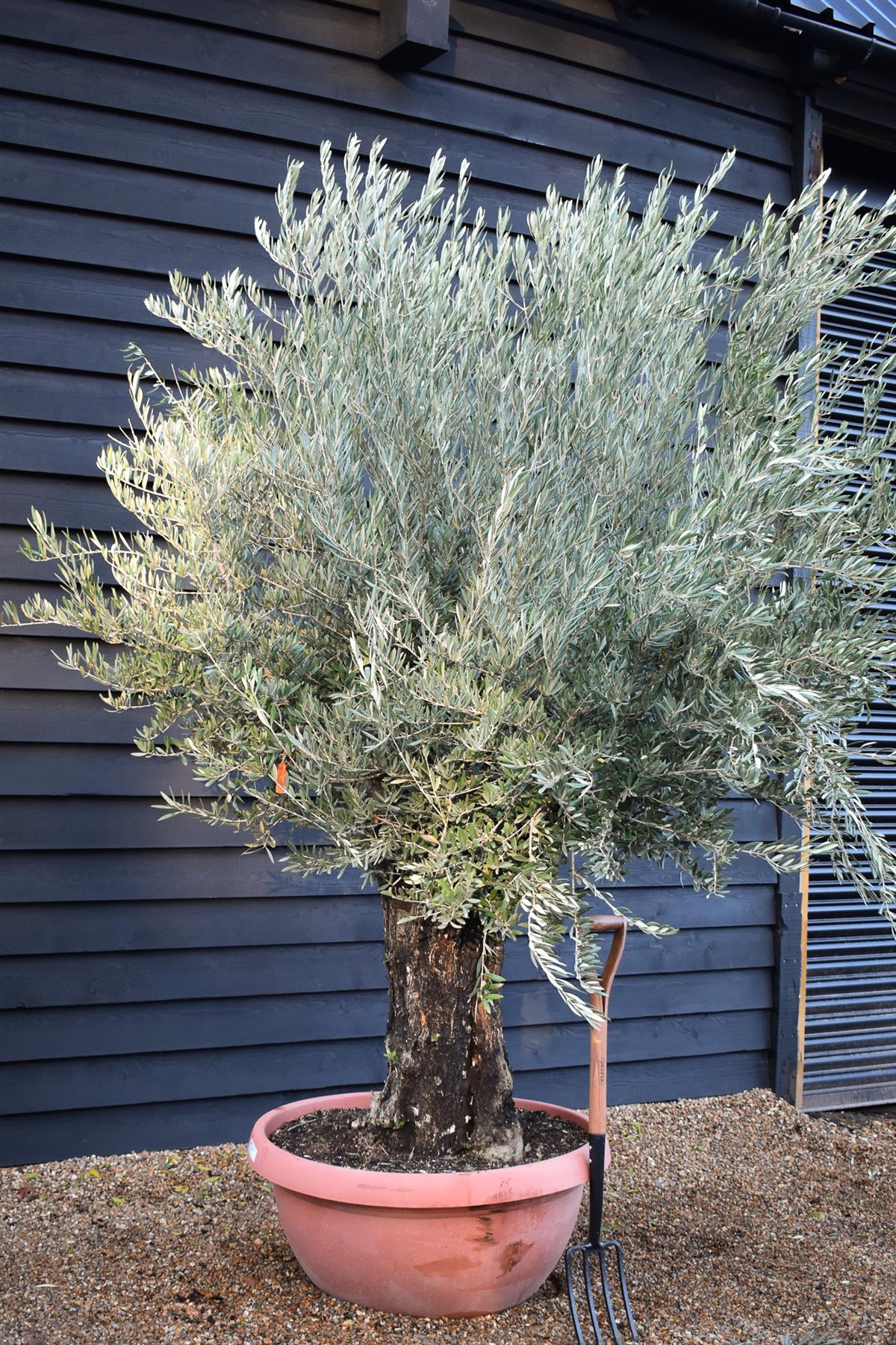 Olive Tree | Olea Europea 1/2 Std - 200-240cm, 90lt