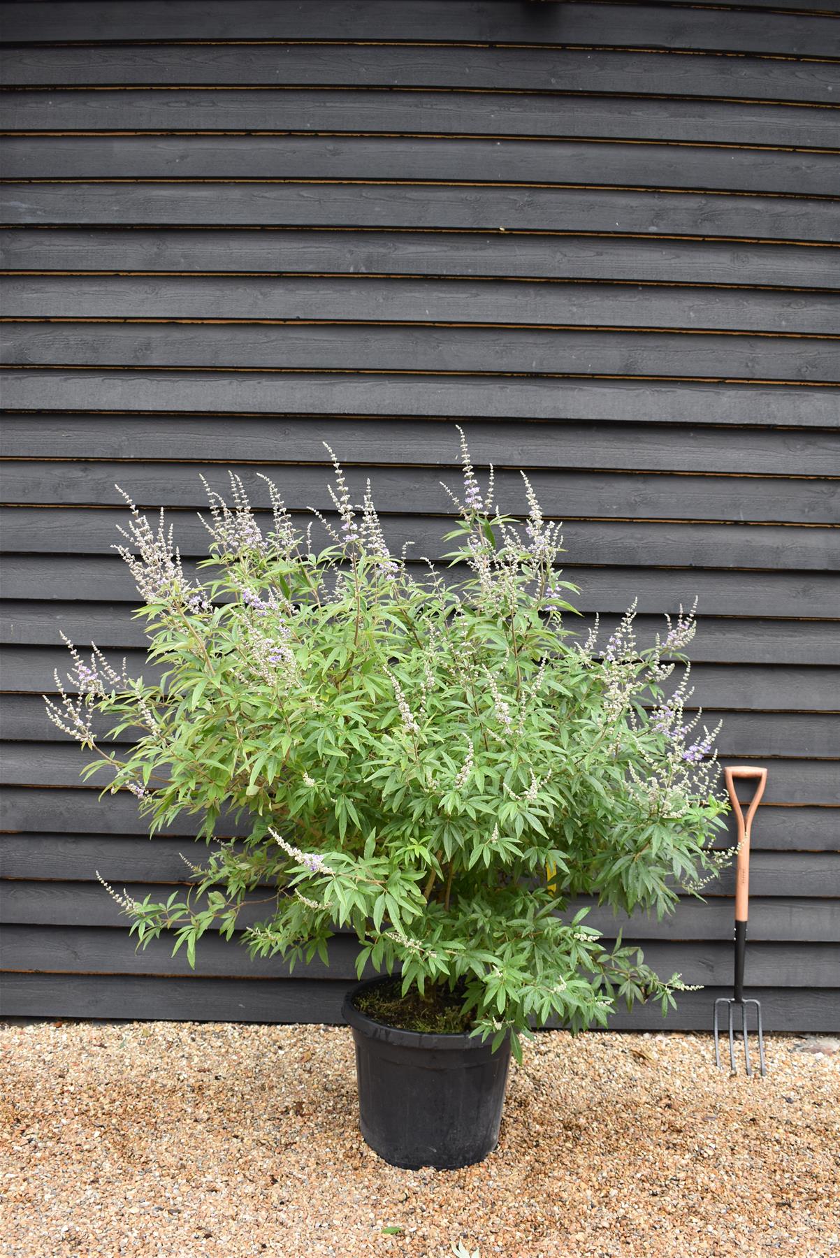 Vitex agnus-castus | Chaste tree (light pink flowers) - Height 125-140cm -  55lt