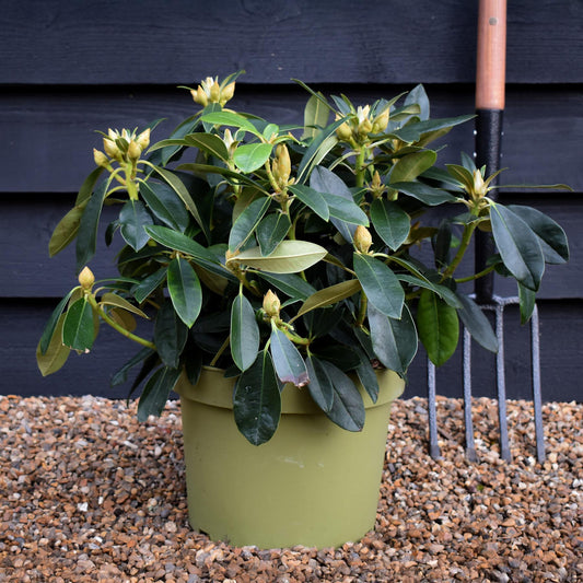 Rhododendron 'Percy Wiseman' - Shrub - Height 30-40cm - 10lt