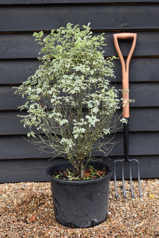 Pittosporum tenuifolium 'Elizabeth' - 80-130cm - 20lt