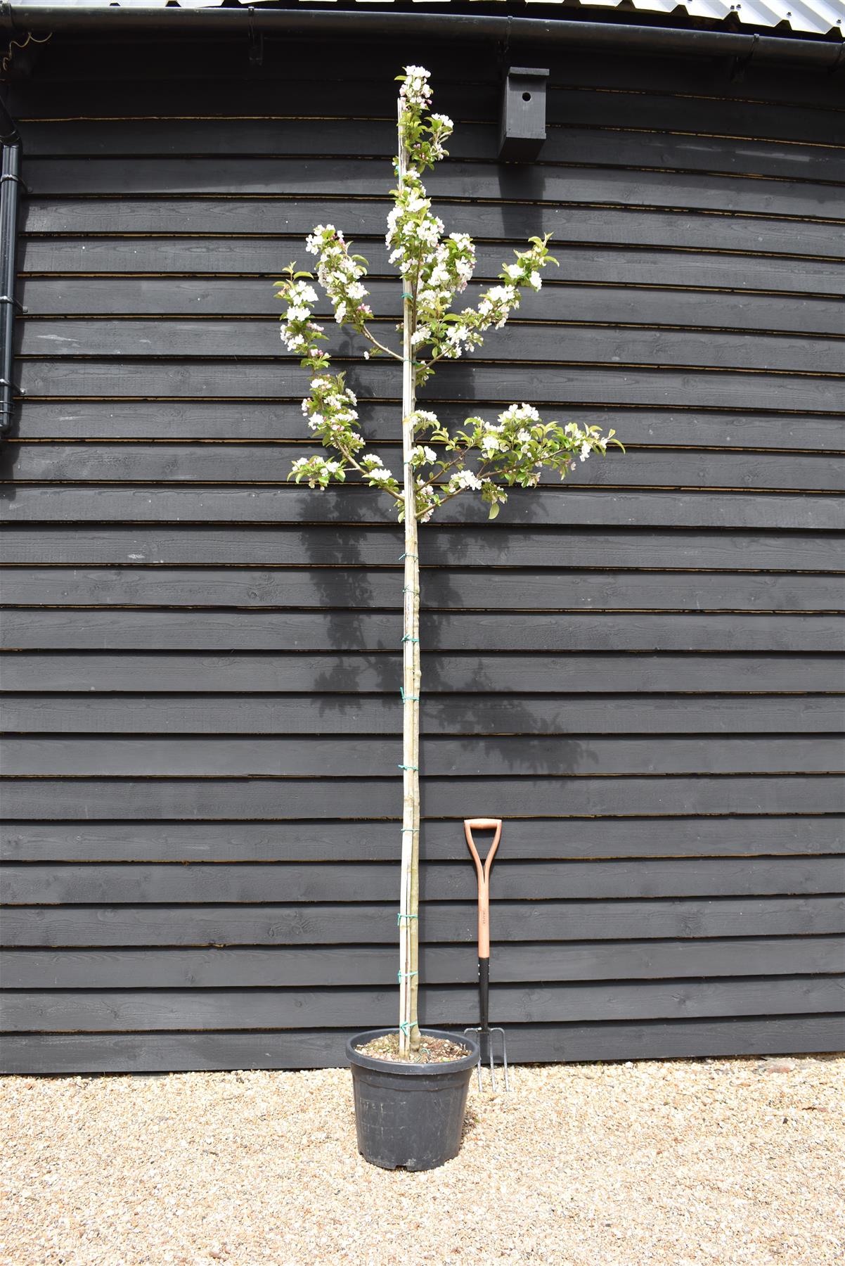 Malus Red Sentinel | Crab Apple - Girth 6-8cm - Height 325-390cm - 35lt