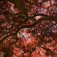 Acer palmatum 'Garnet' | Garnet Japanese Maple - Girth 34cm - 350-360cm - 600lt