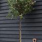 Photinia x fraseri Robusta Compacta - Standard Screening Tree - Clear Stem 150cm - Girth 8-10cm - Height 270-290cm - 45lt