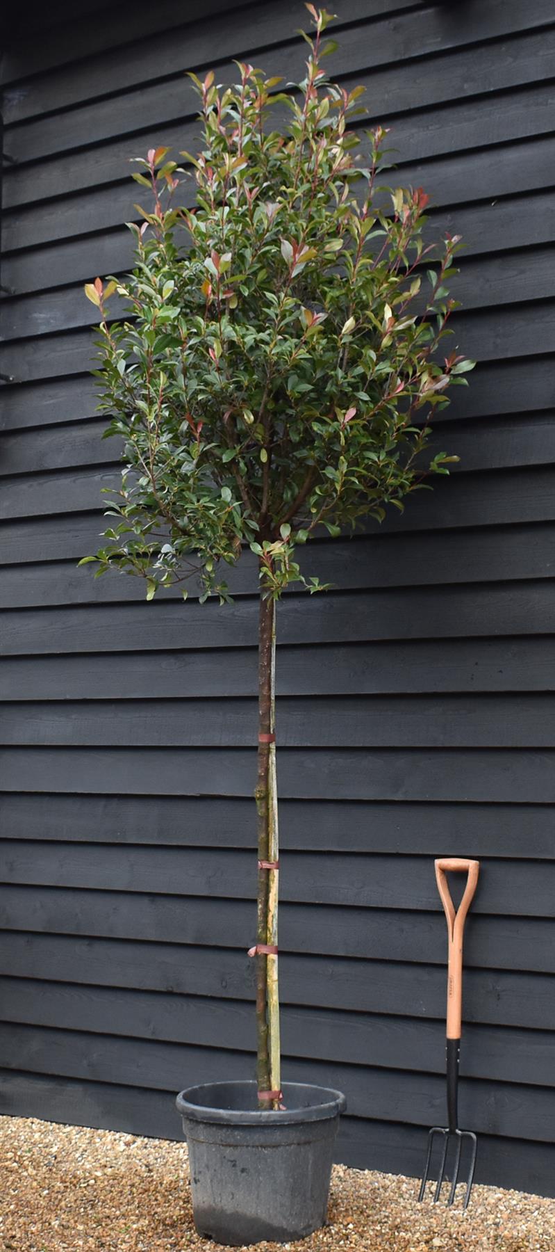 Photinia x fraseri Robusta Compacta - Standard Screening Tree - Clear Stem 150cm - Girth 8-10cm - Height 270-290cm - 45lt