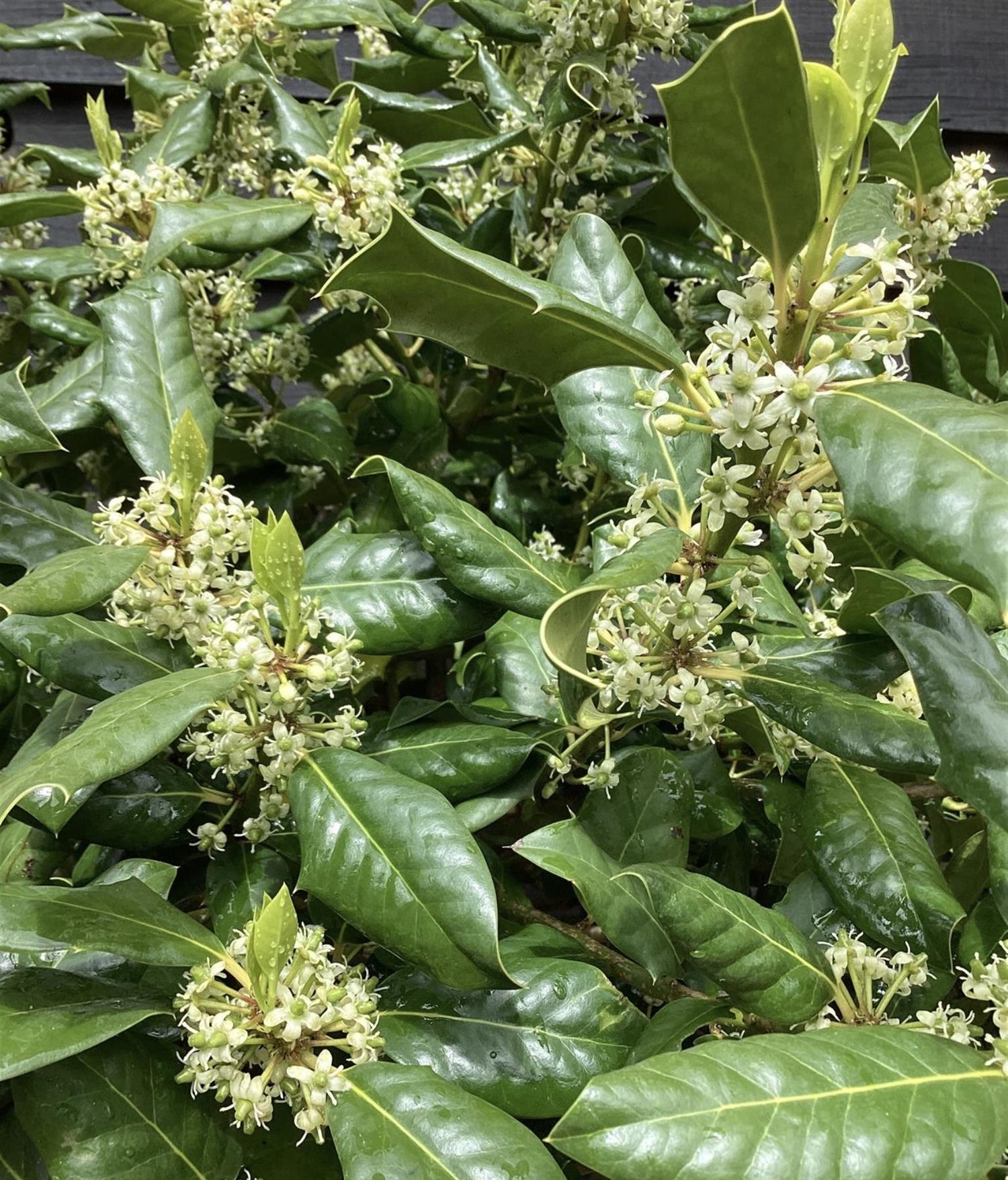 Ilex 'Nellie R. Stevens' Standard | Holly 'Nellie R. Stevens' - Girth 16-18cm - 300-350cm, 110lt