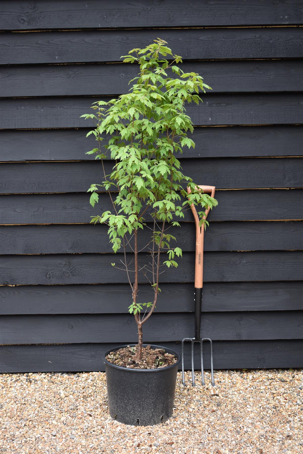 Acer griseum | Paperback Maple - Height 135-145cm - 20lt