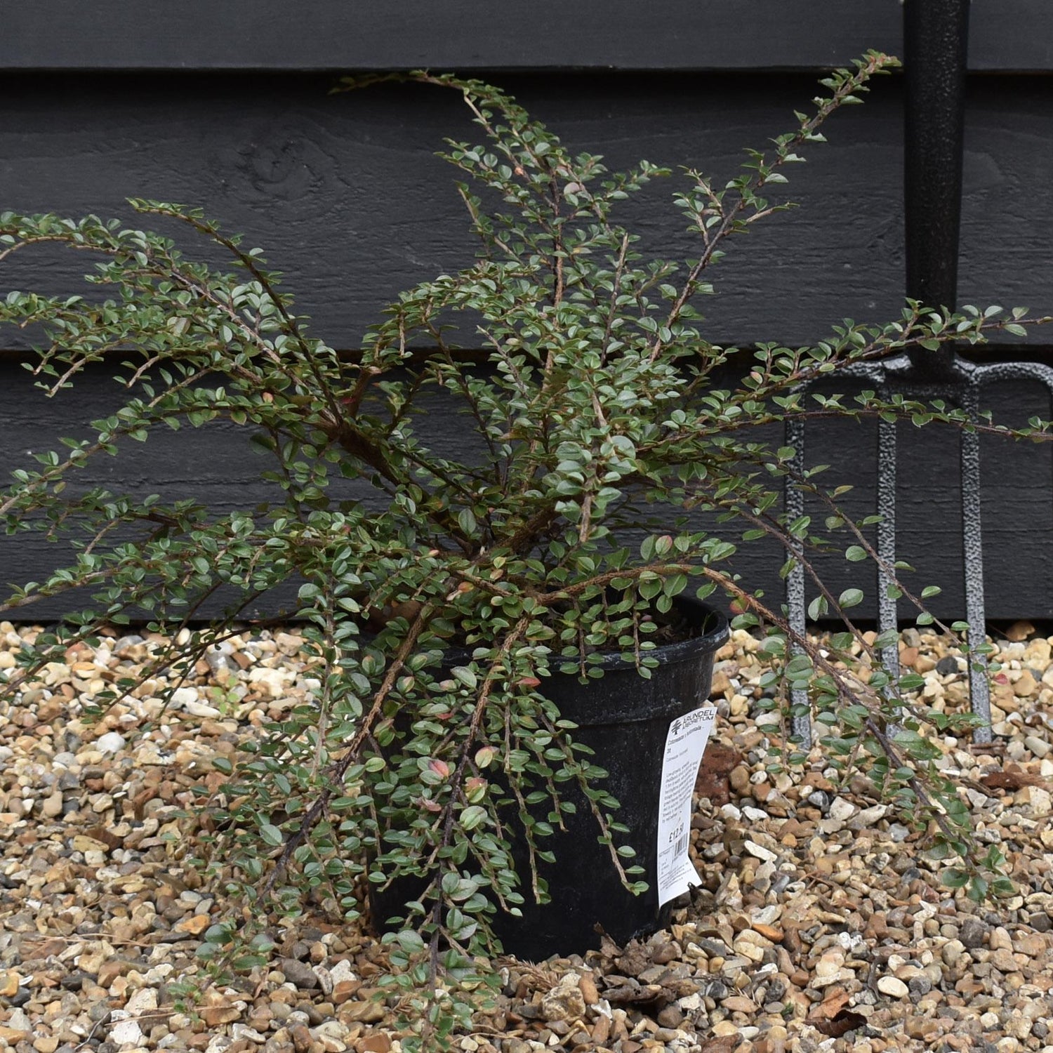 Cotoneaster 'horizontalis' - Height 10-20cm Width 15-50cm - 3lt