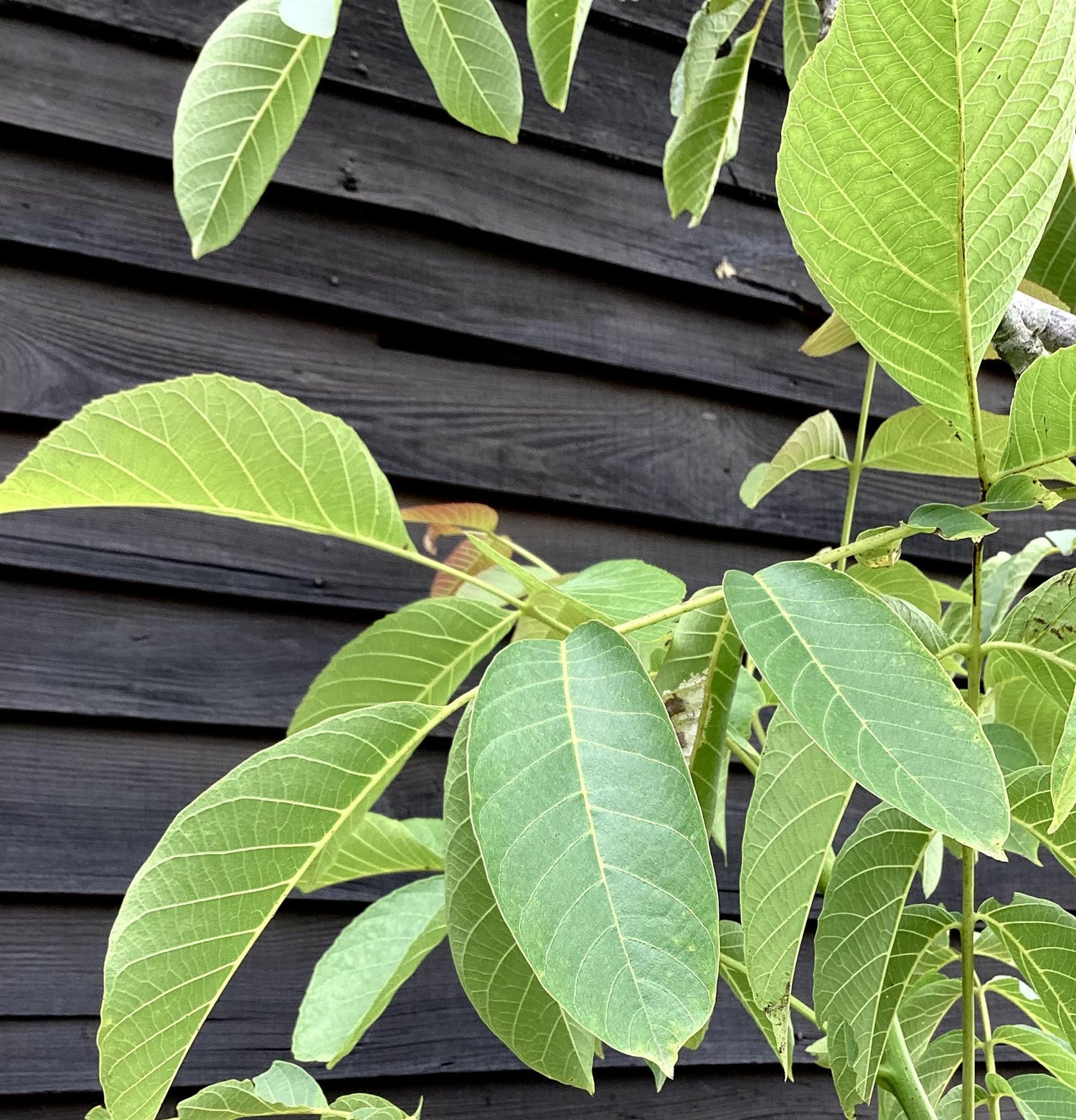 Juglans regia | Common Walnut Tree - Girth 30-40cm - Height 3m-5m - 70lt