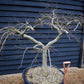 Acer palmatum dissectum | laceleaf Japanese maple -  Clear Stem 55cm - Height 130-140cm - 235lt