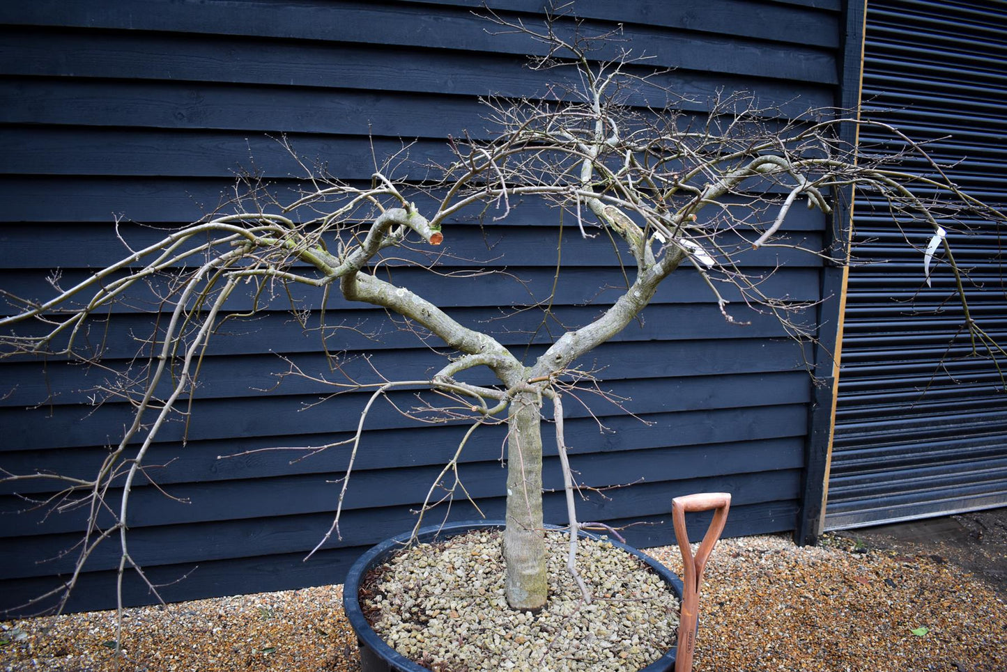 Acer palmatum dissectum | laceleaf Japanese maple -  Clear Stem 55cm - Height 130-140cm - 235lt