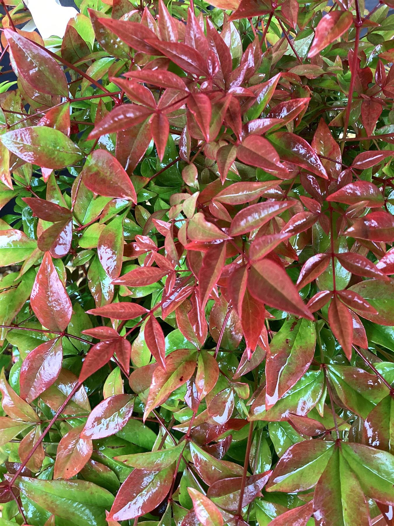 Nandina domestica Obsessed | Heavenly Bamboo - Height 60cm - Width 60cm - 20lt