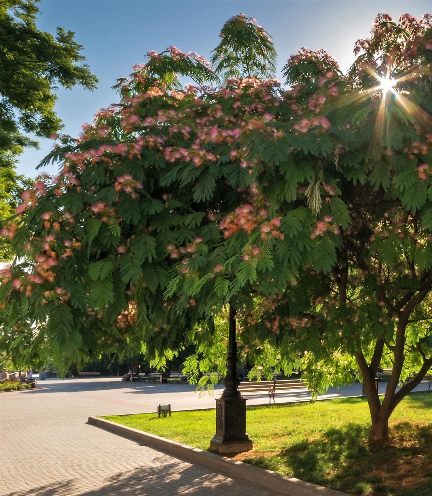 Albizia julibrissin 'Ombrella' | Silk Tree - Clear Stem - Height 160-210cm - Girth 12-14cm - 20lt