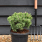 Pinus Mugo 'Mops' - Height 25cm - Width 30-35cm - 8lt