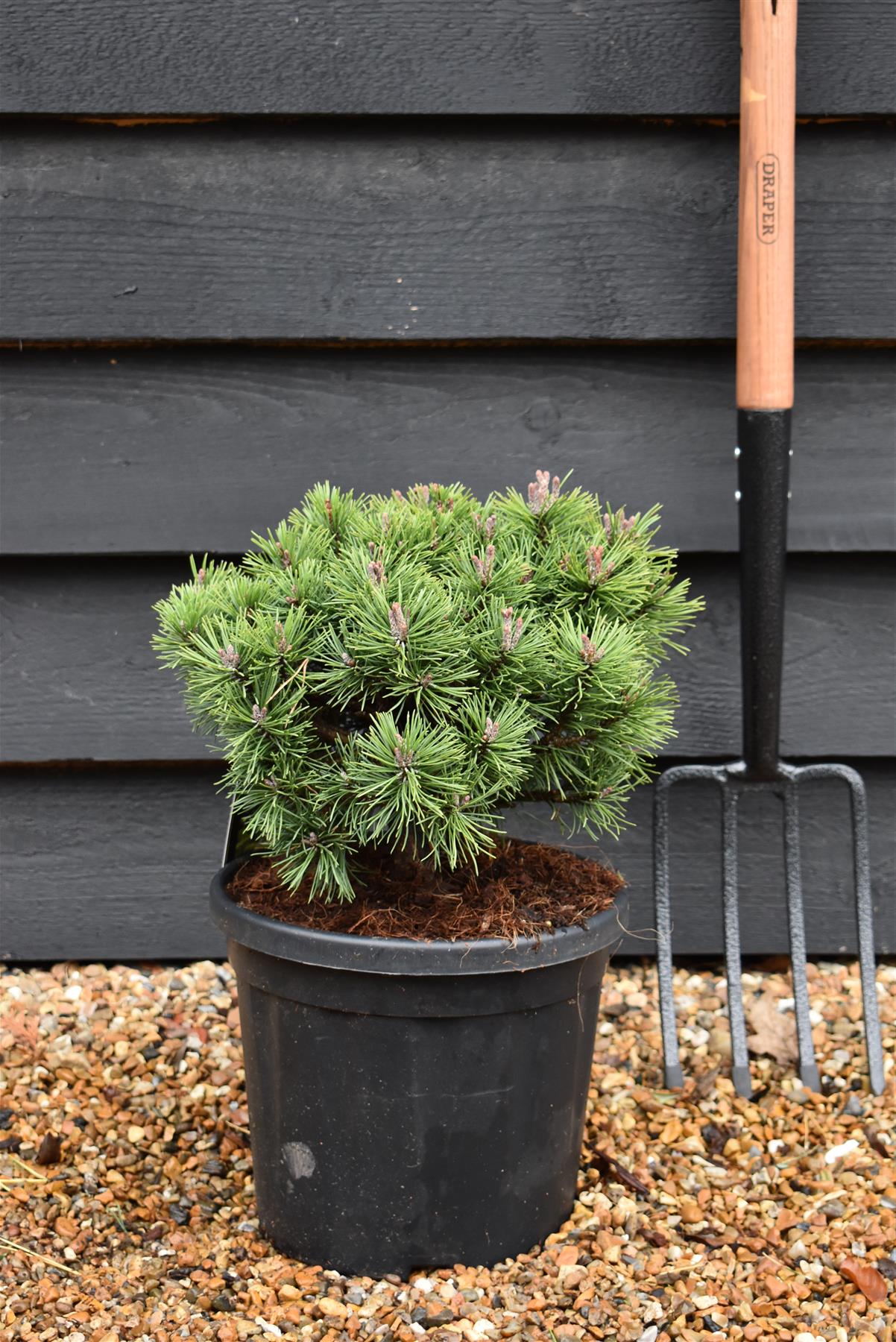 Pinus Mugo 'Mops' - Height 25cm - Width 30-35cm - 8lt