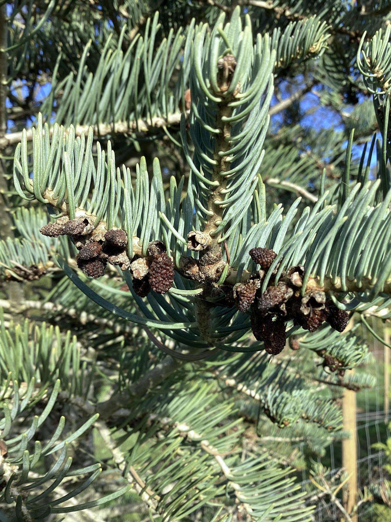 Abies Concolor | White fir - Height 500cm, 230lt