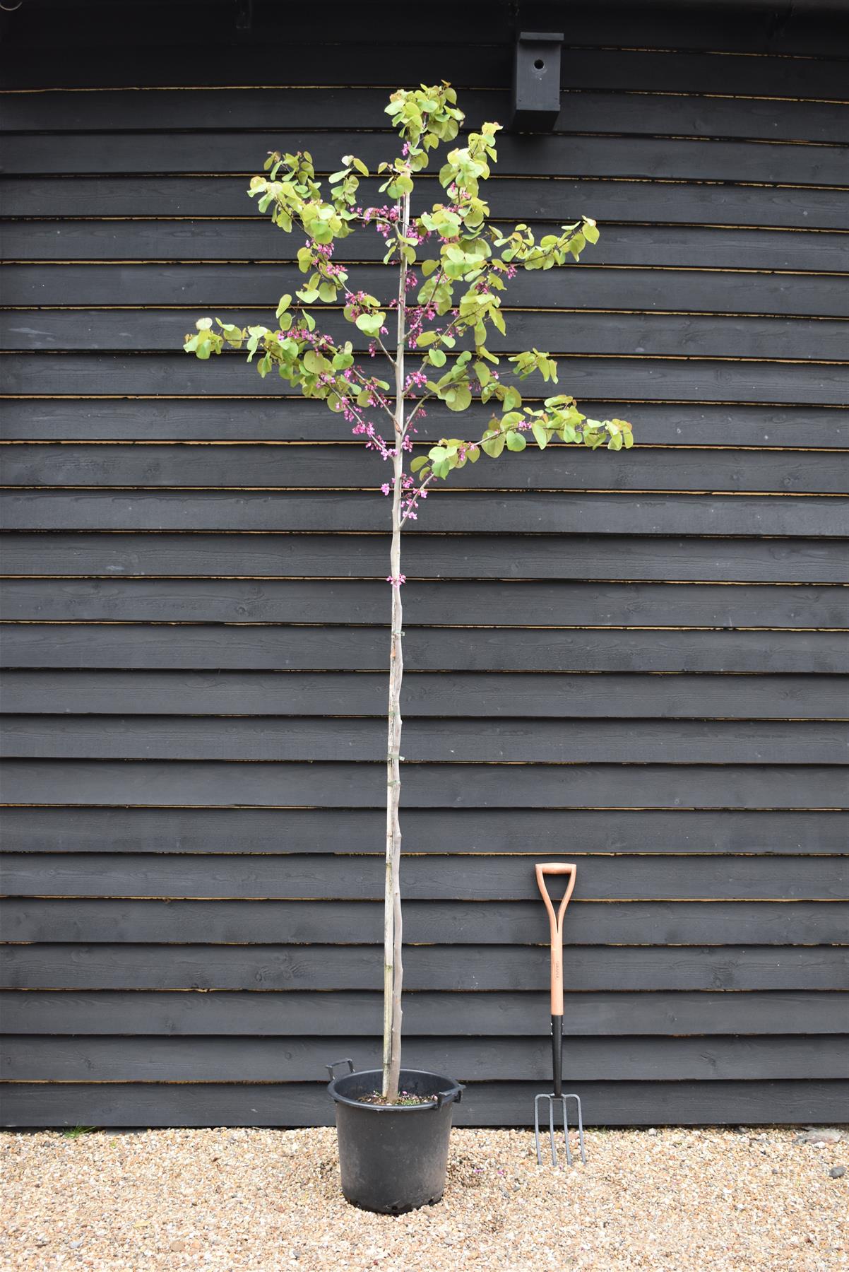 Judas tree | Cercis siliquastrum - Girth 5-6cm - 290-300cm - 30lt