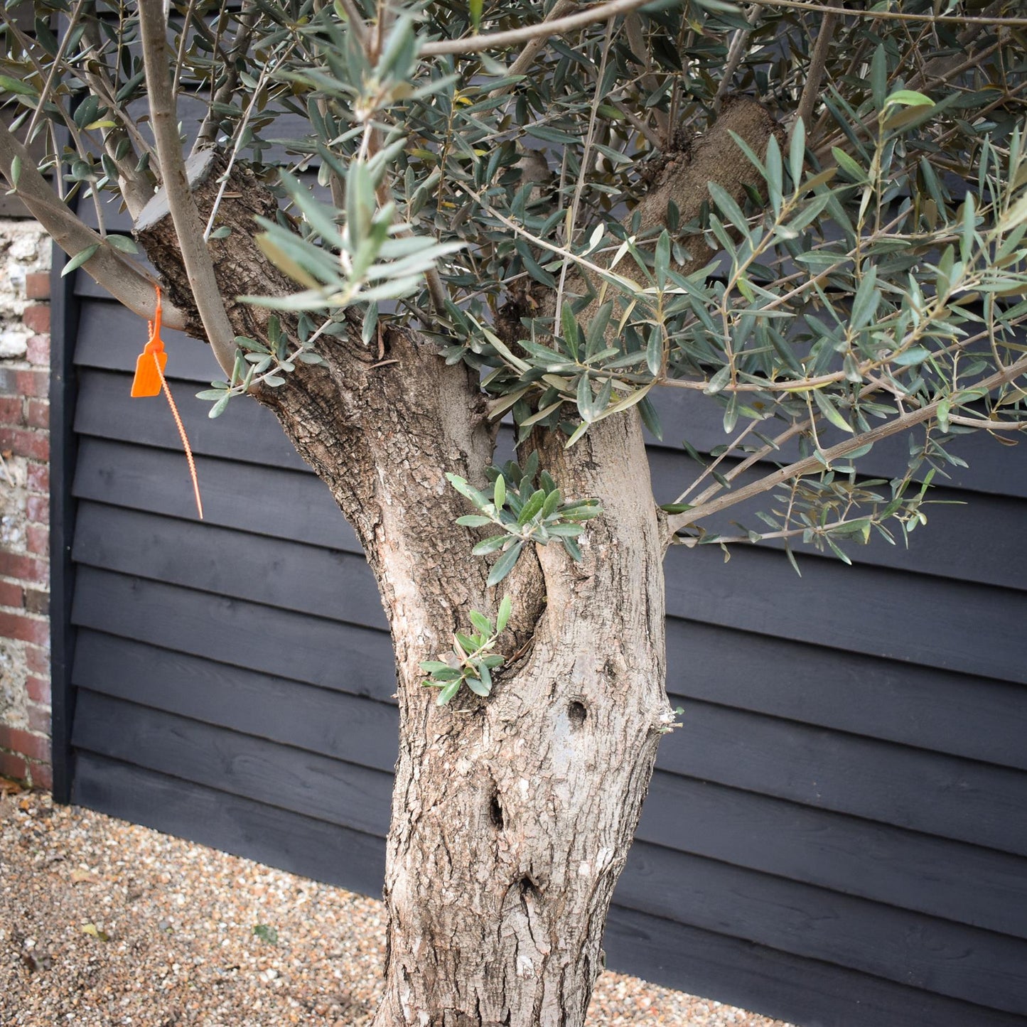 Olive Tree | Olea Europea - Specimen - Twisted Trunk - Bowl 90lt