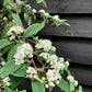 Cotoneaster 'Hybridus Pendulus' | Weeping Cotoneaster - 150-180cm, 10lt