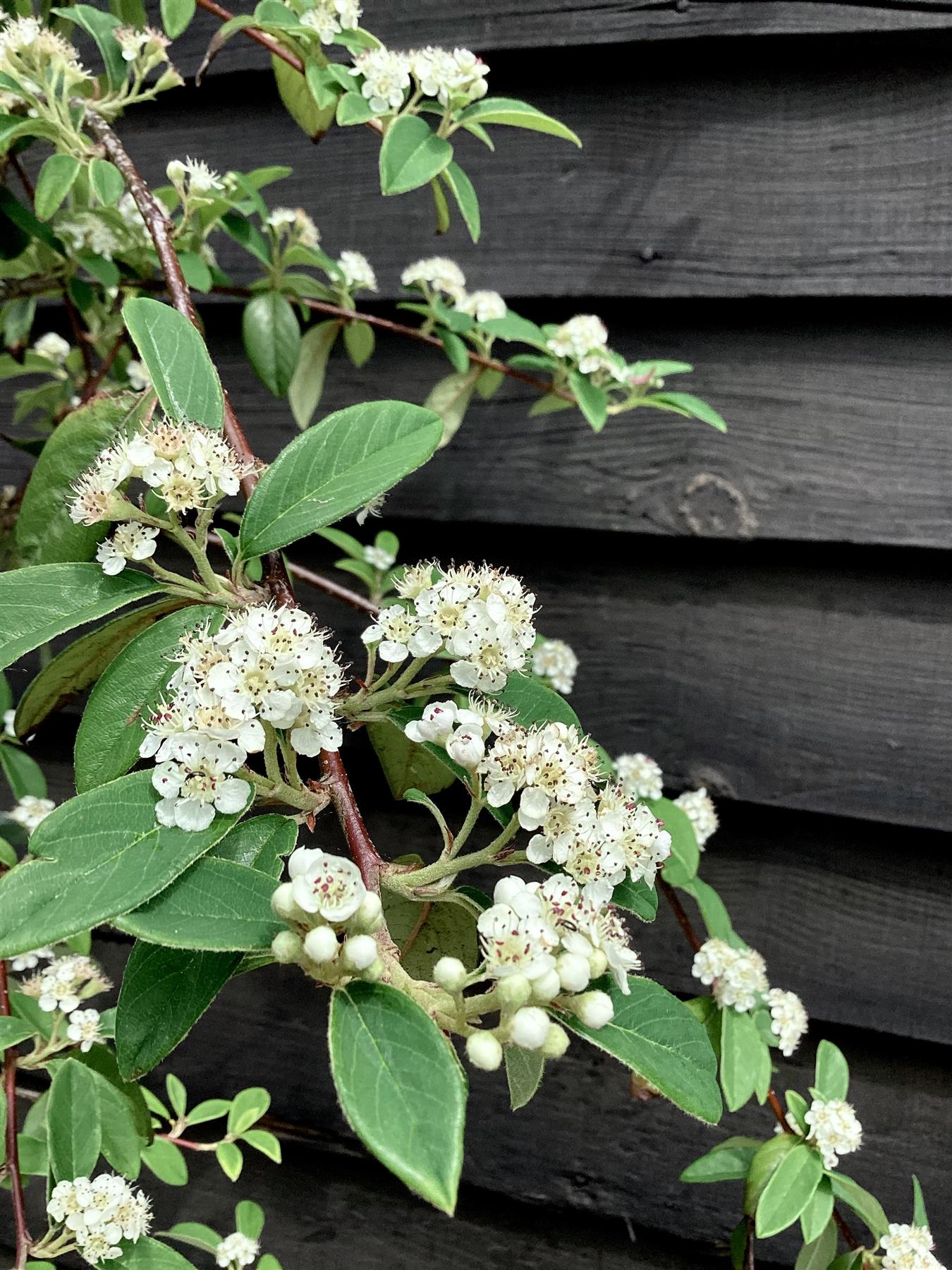 Cotoneaster 'Hybridus Pendulus' | Weeping Cotoneaster - 150-180cm, 10lt