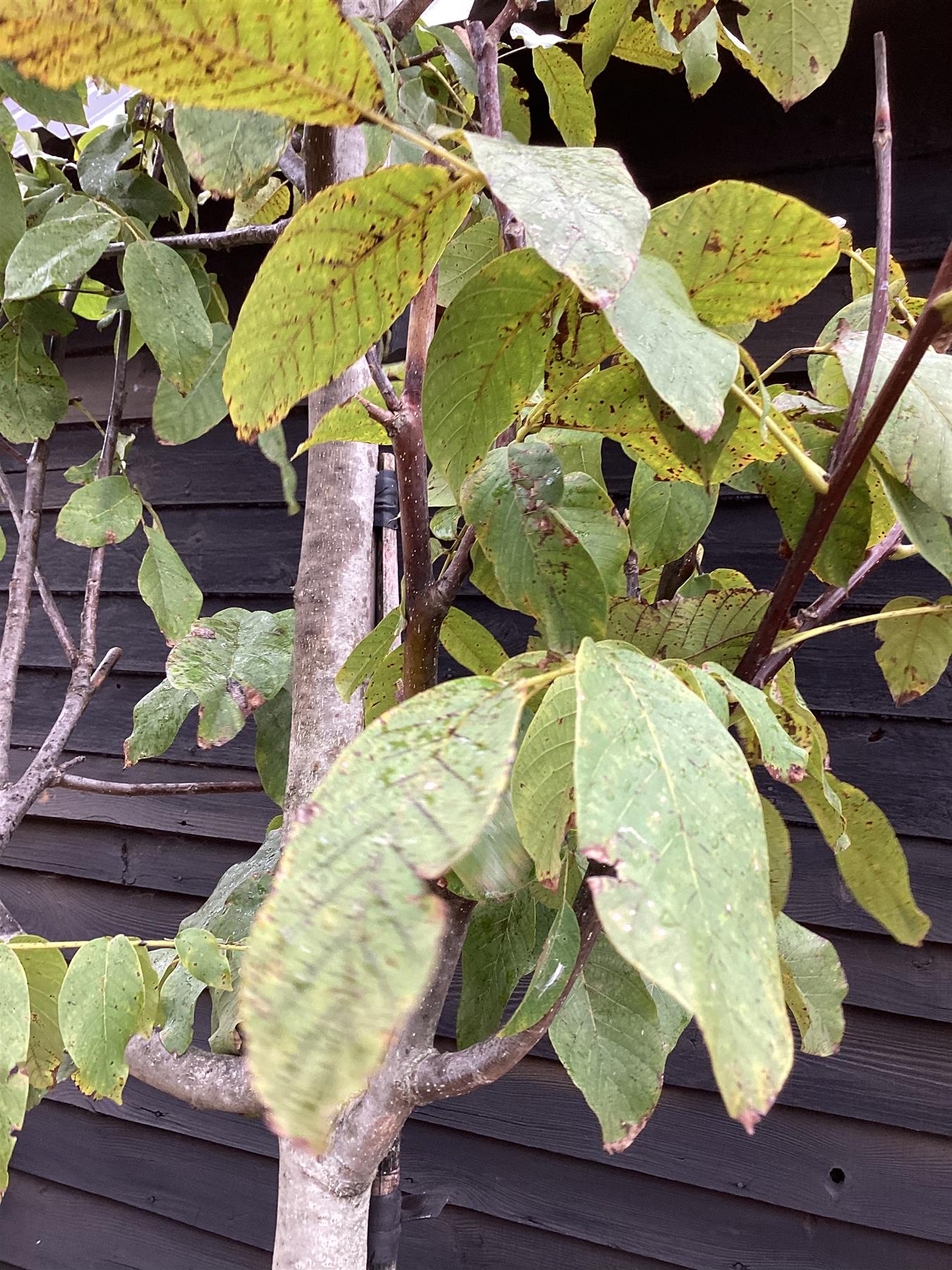 Juglans regia | Common Walnut Tree - Girth 14-16cm - Height 5m-5.3m - 110lt