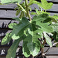 Fig - Ficus carica 'Brogiotto Nero' - Half Standard - Height 180-200cm - 35lt