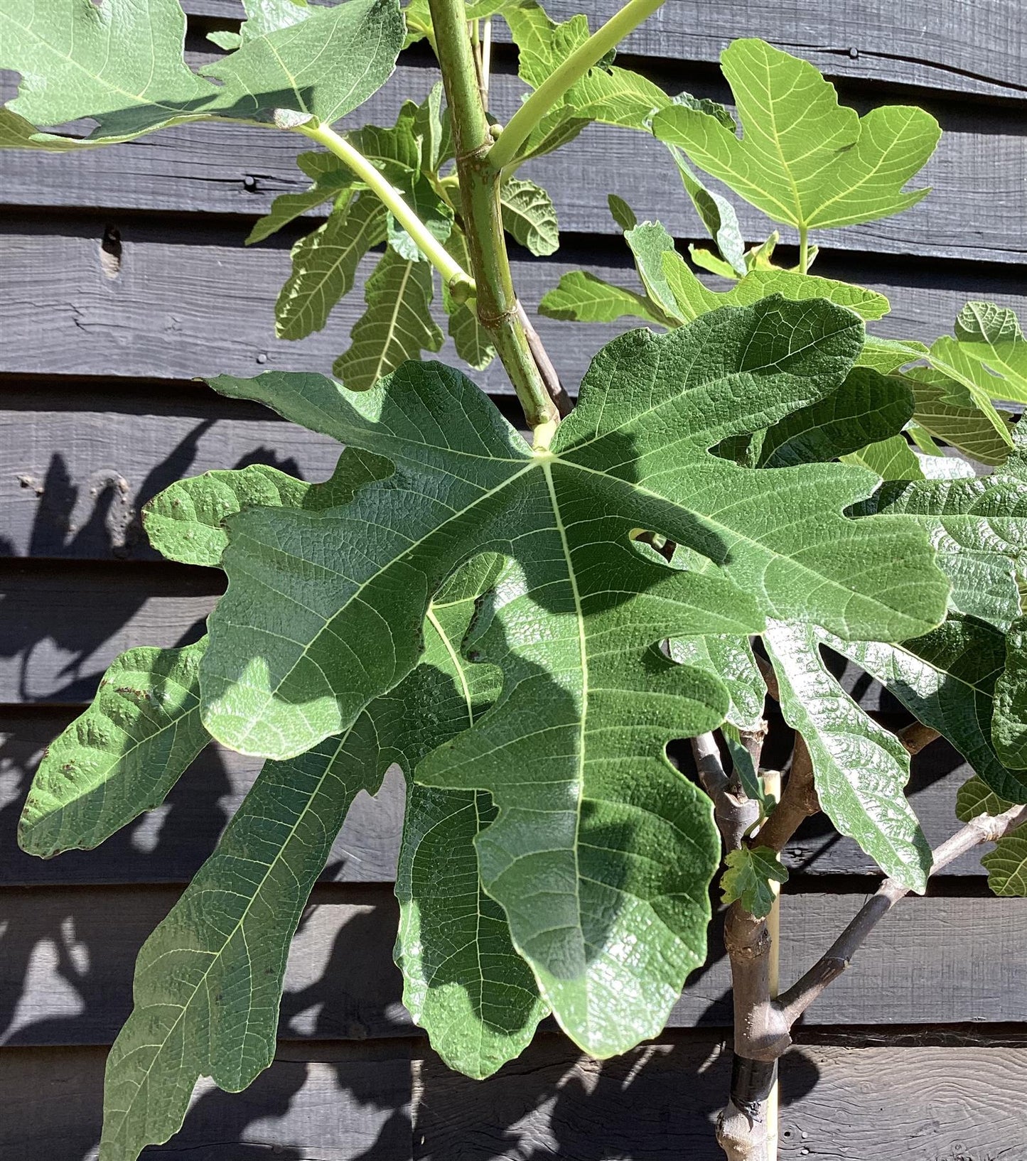 Fig - Ficus carica 'Brogiotto Nero' - Half Standard - Height 180-200cm - 35lt