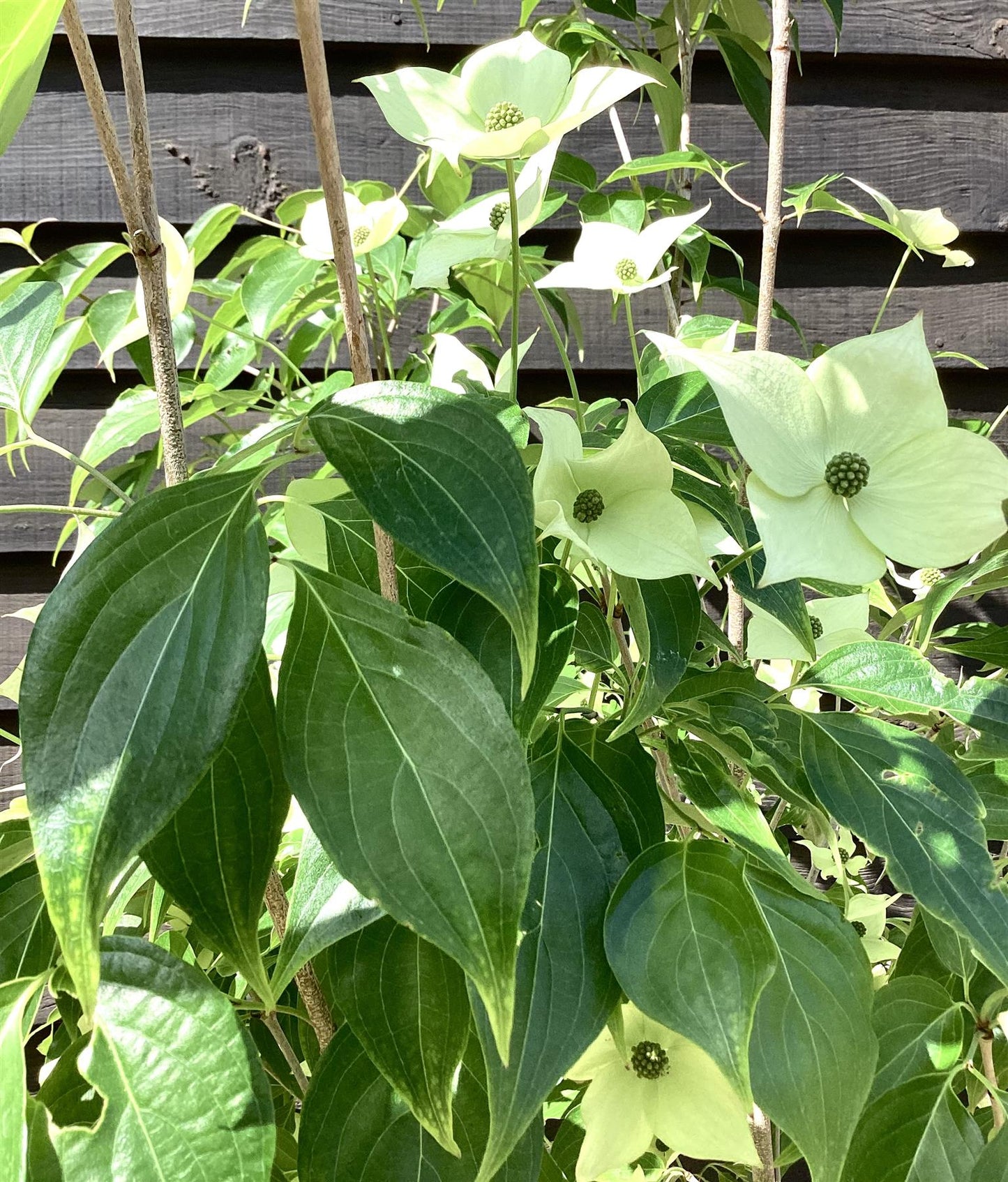 Cornus kousa 'Milky Way' | Dogwood 'Milky Way' - 25lt