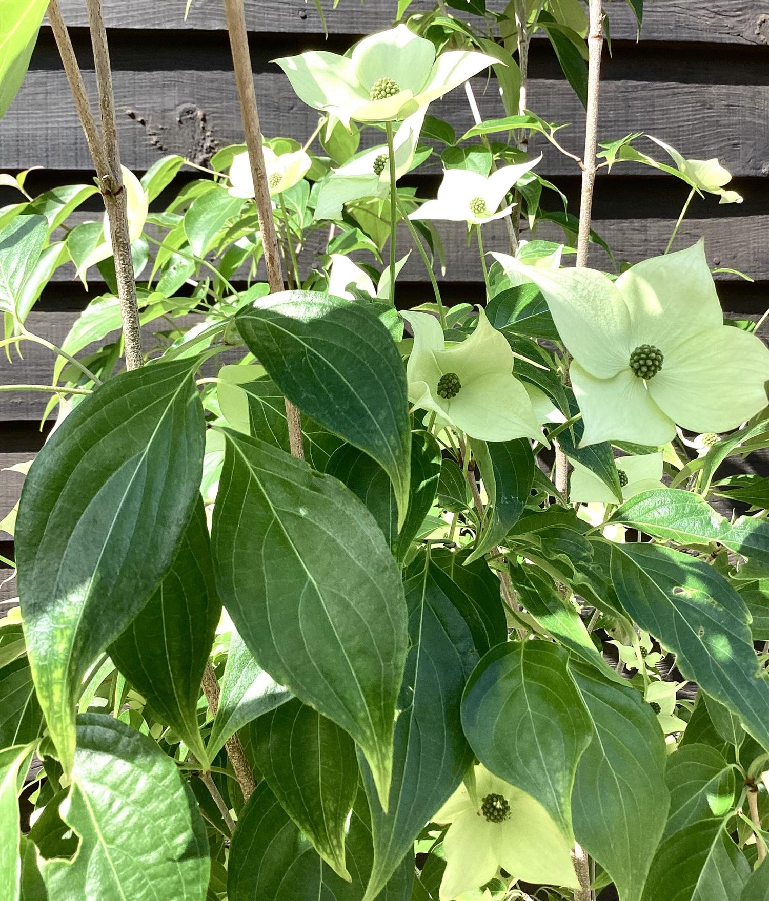 Cornus kousa 'Milky Way' | Dogwood 'Milky Way' - Bush - Height 130-150cm - 25lt