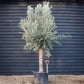 Olive Tree | Olea Europea - Clear Stem 100-120cm - Girth 55-65cm - Height 220-250cm - 130lt