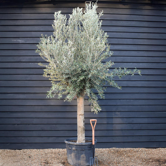 Olive Tree | Olea Europea - Clear Stem 100-120cm - Girth 55-65cm - Height 220-250cm - 130lt